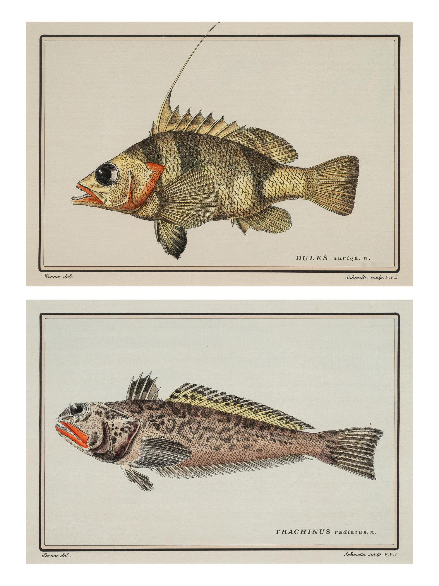 A Pair of Ichthyological Prints After Werner Del Marechal