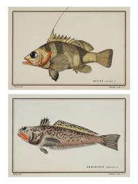 A Pair of Ichthyological Prints After Werner Del Marechal