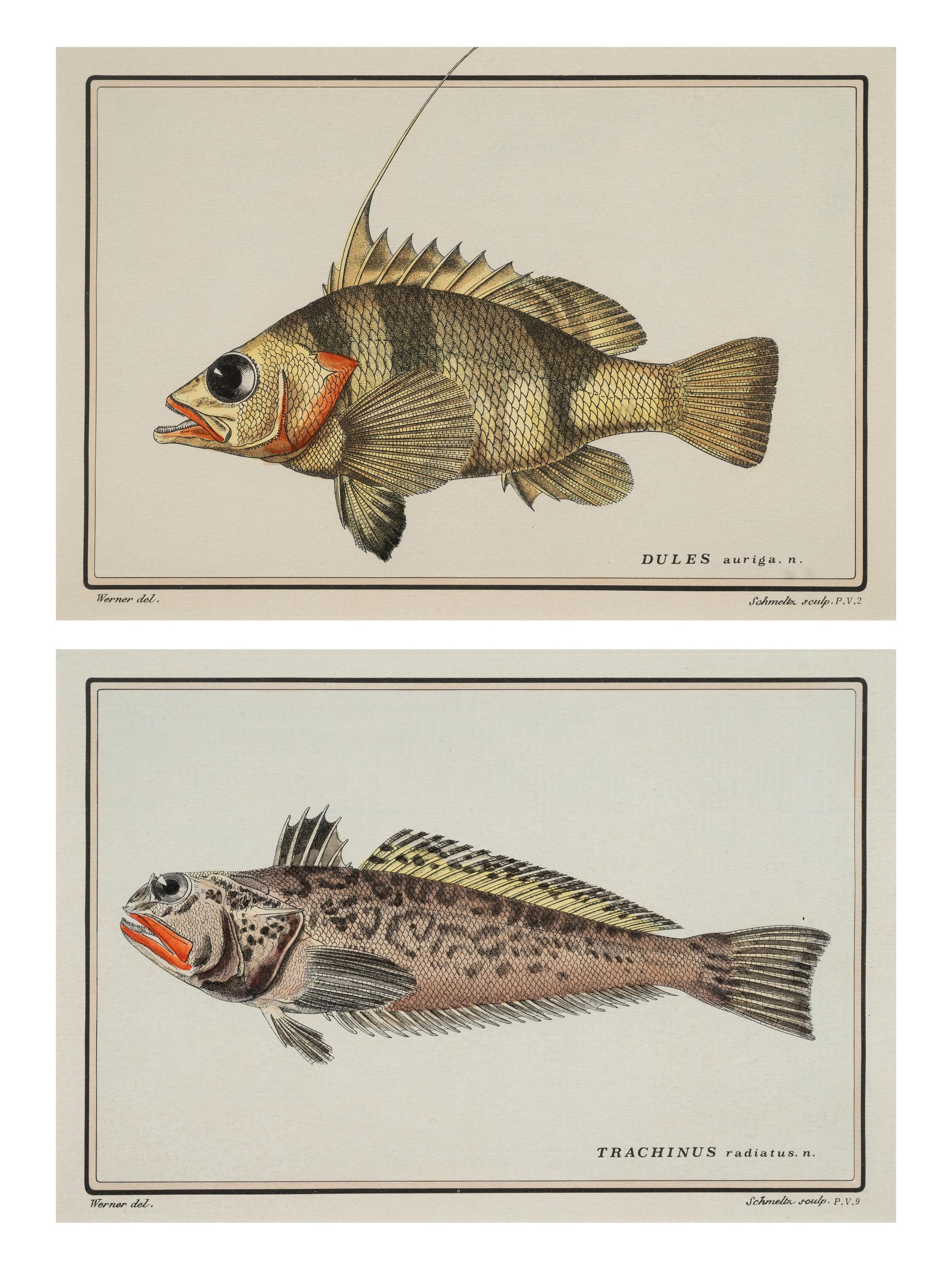 A Pair of Ichthyological Prints After Werner Del Marechal