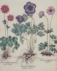 Three Gilt Framed Botanical Prints 14 x 11 inches. — 20TH CENTURY
