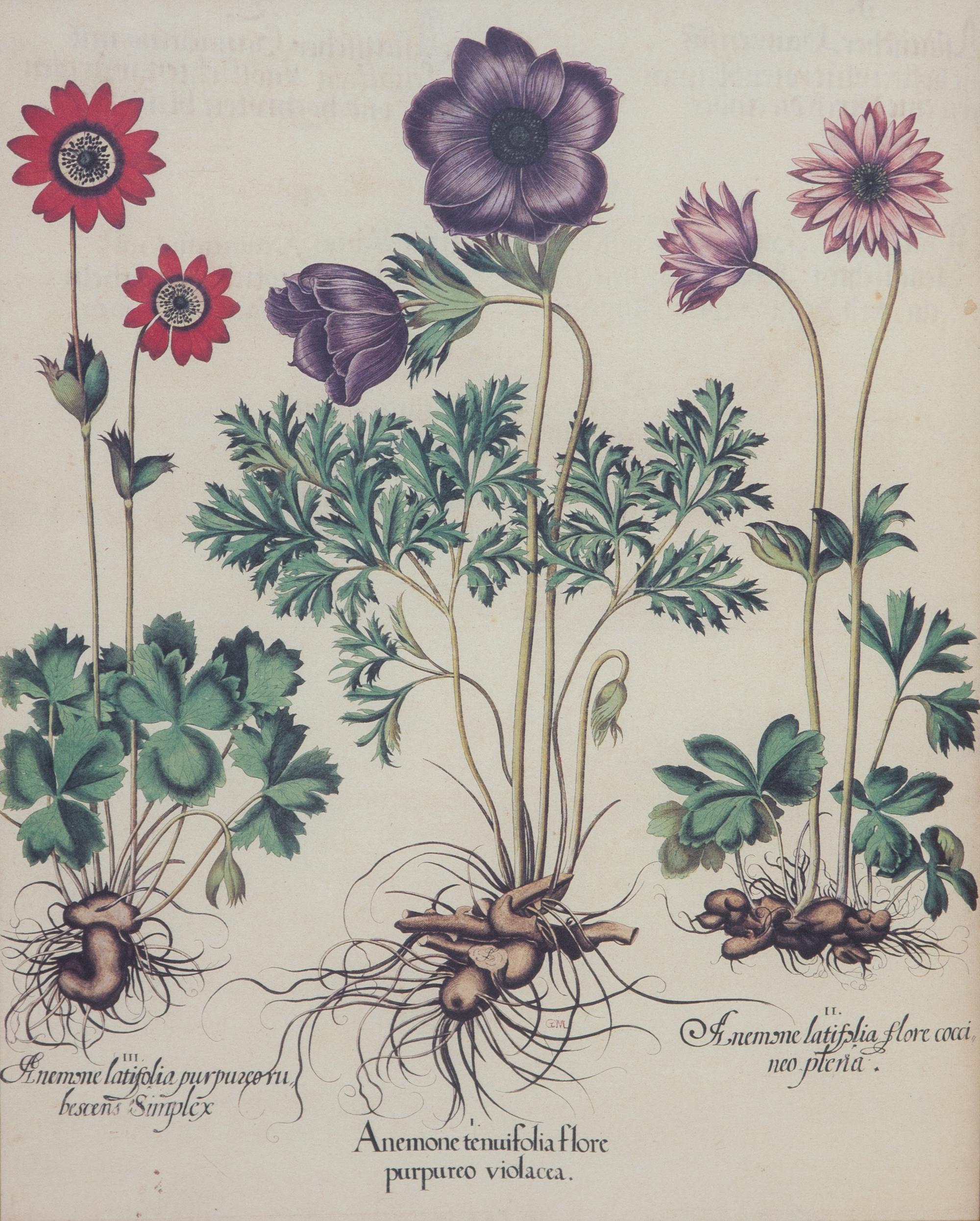 Three Gilt Framed Botanical Prints 14 x 11 inches. — 20TH CENTURY