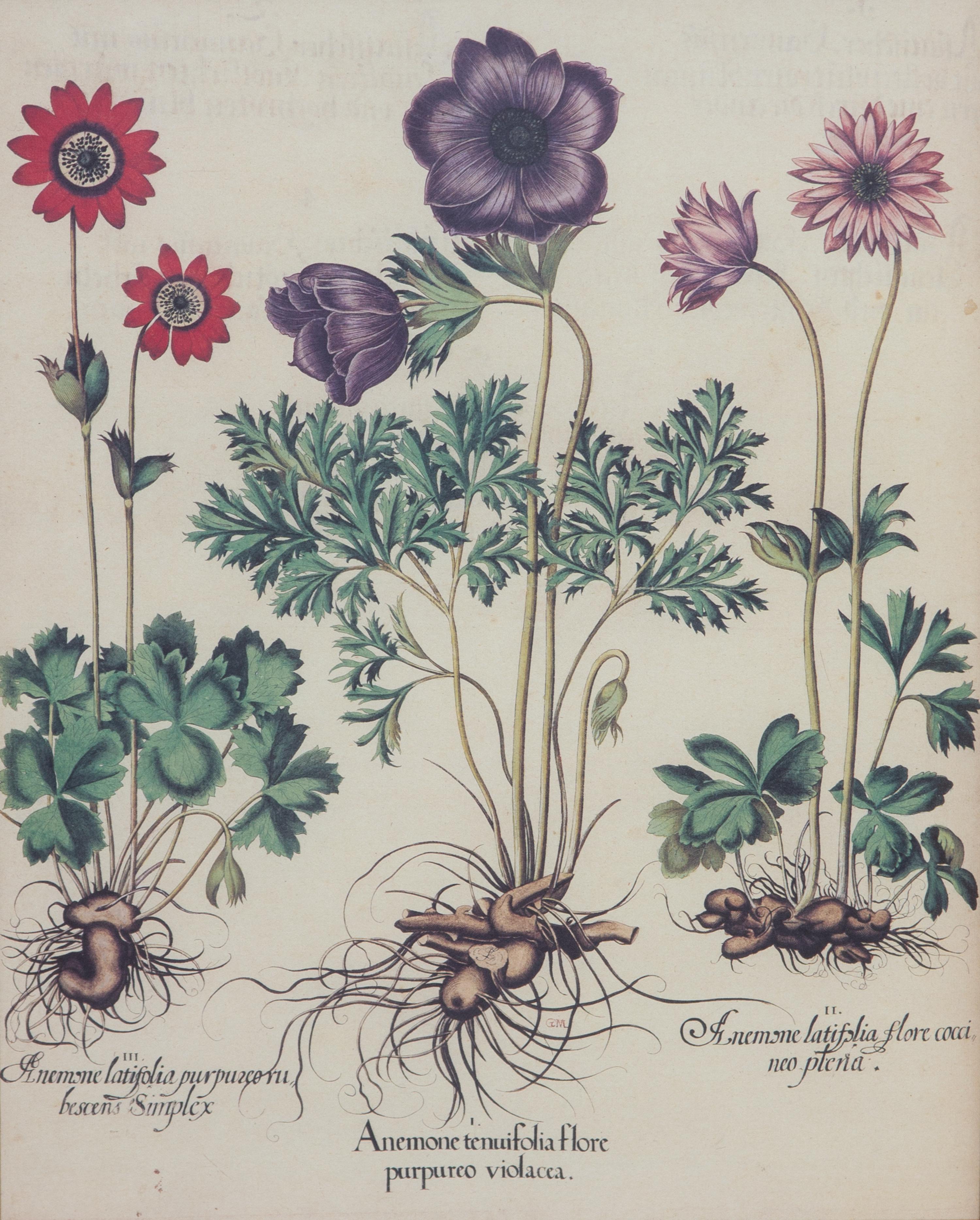 Three Gilt Framed Botanical Prints 14 x 11 inches. — 20TH CENTURY