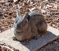 Honey Bunny , edition 8/18