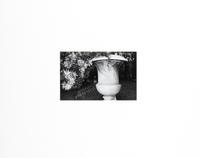 Photographs of Flowers
