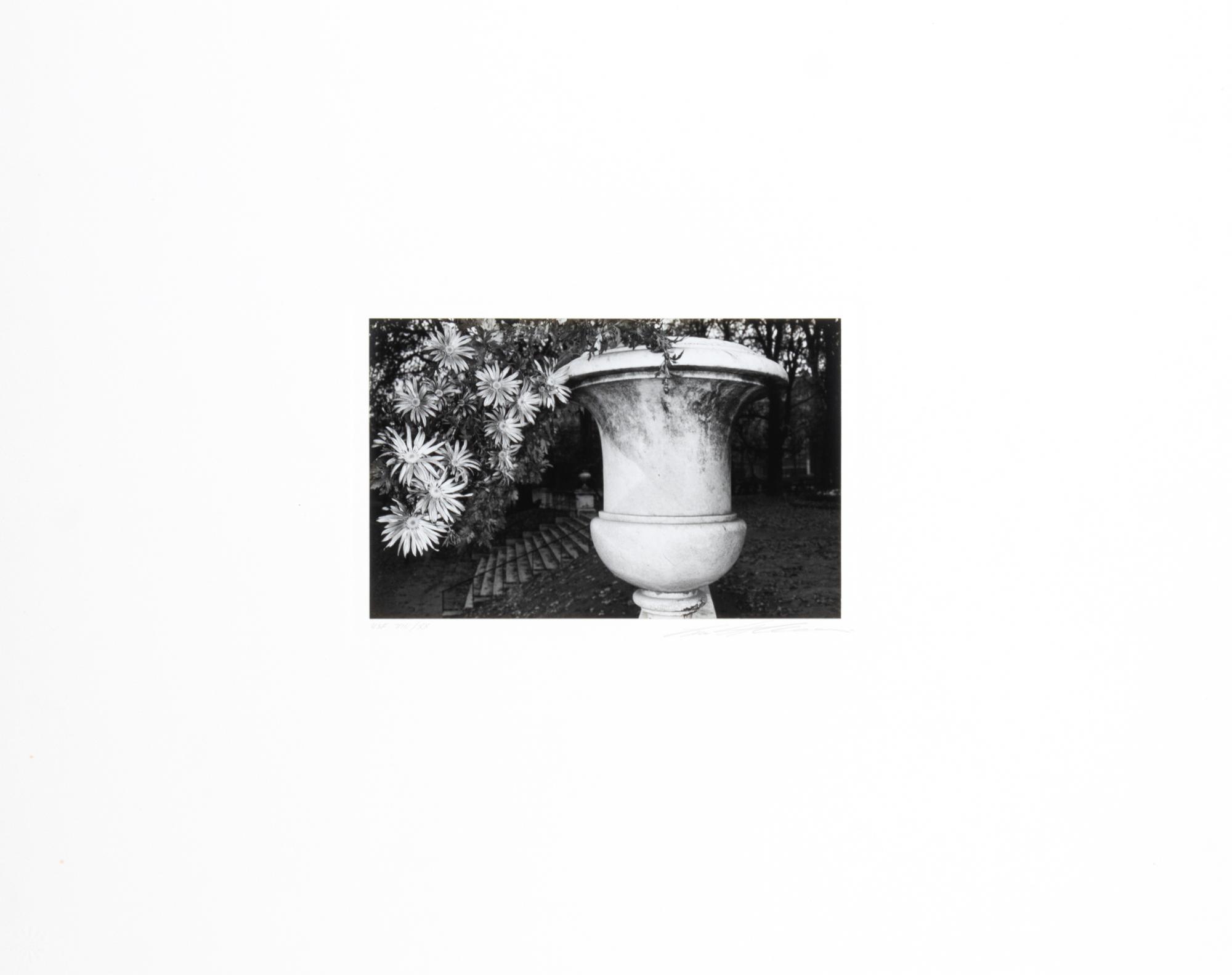 Photographs of Flowers