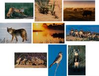 Prairie Vision: Images from a Sea of Grass (2002) Twenty Color Photographs