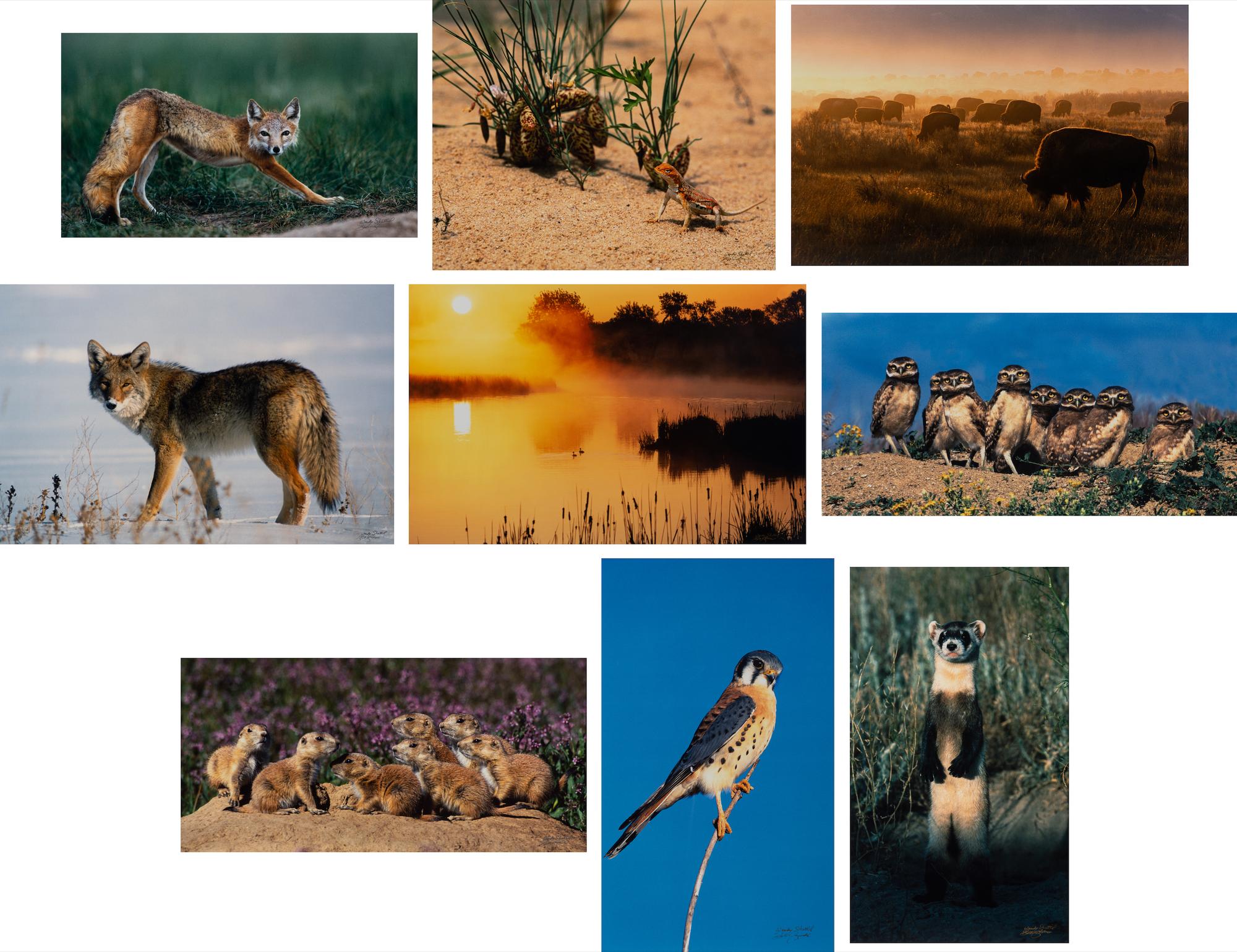 Prairie Vision: Images from a Sea of Grass (2002) Twenty Color Photographs