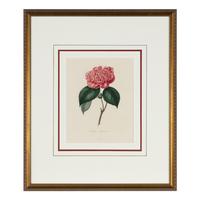 A Set of Five French Botanical Prints