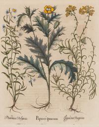 A Group of Five Framed Hand-Colored Botanical Engravings