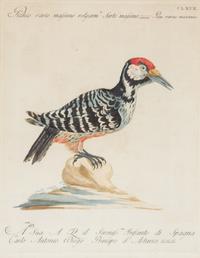 Two Italian Hand-Colored Bird Engravings — 19TH CENTURY