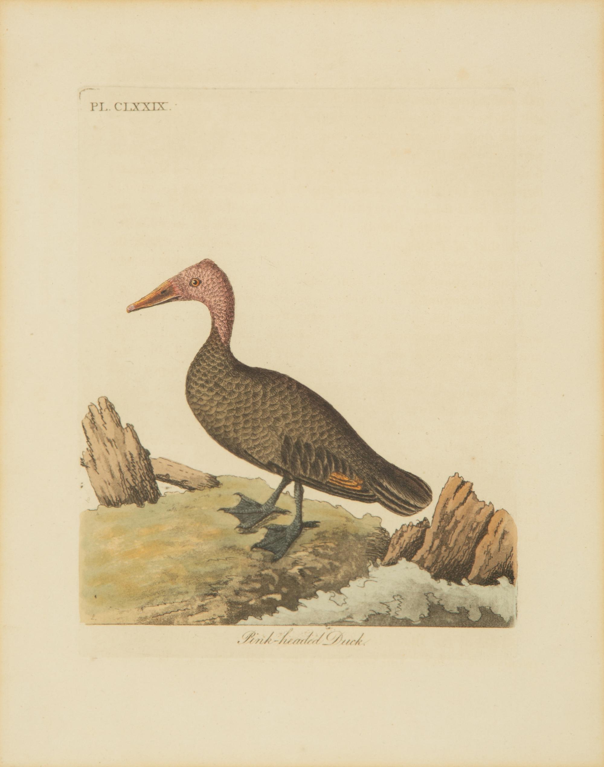 A Collection Ten Ornithological Gilt Framed Hand Colored Lithographs from Shaw's General Zoology — 19TH/20TH CENTURY