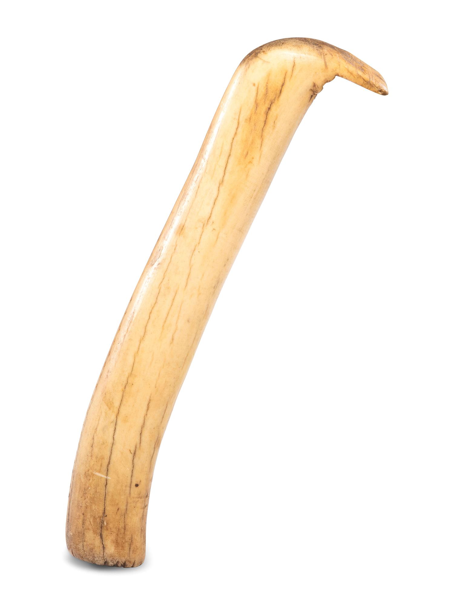 Plains Elk Antler Flesher