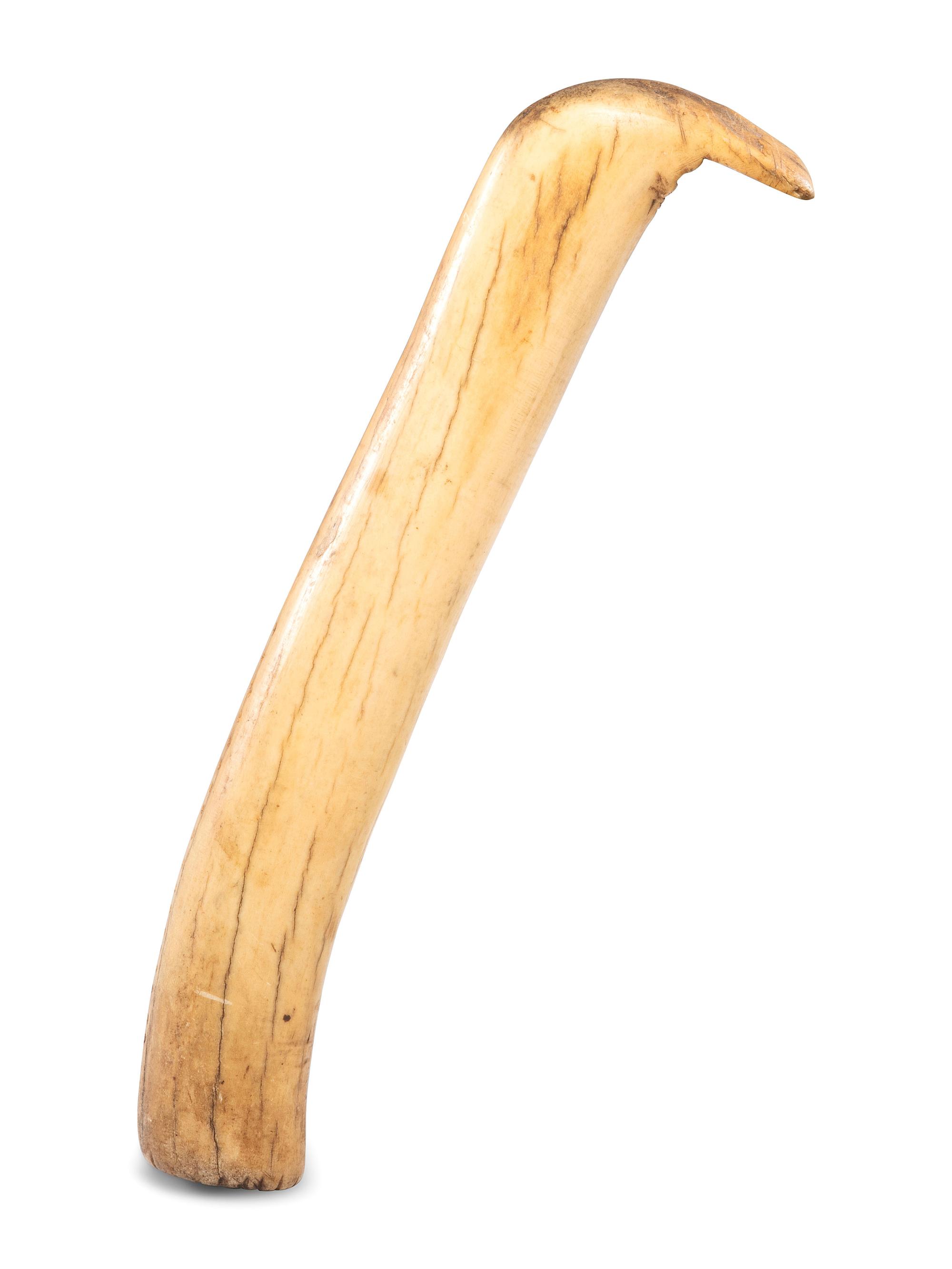 Plains Elk Antler Flesher