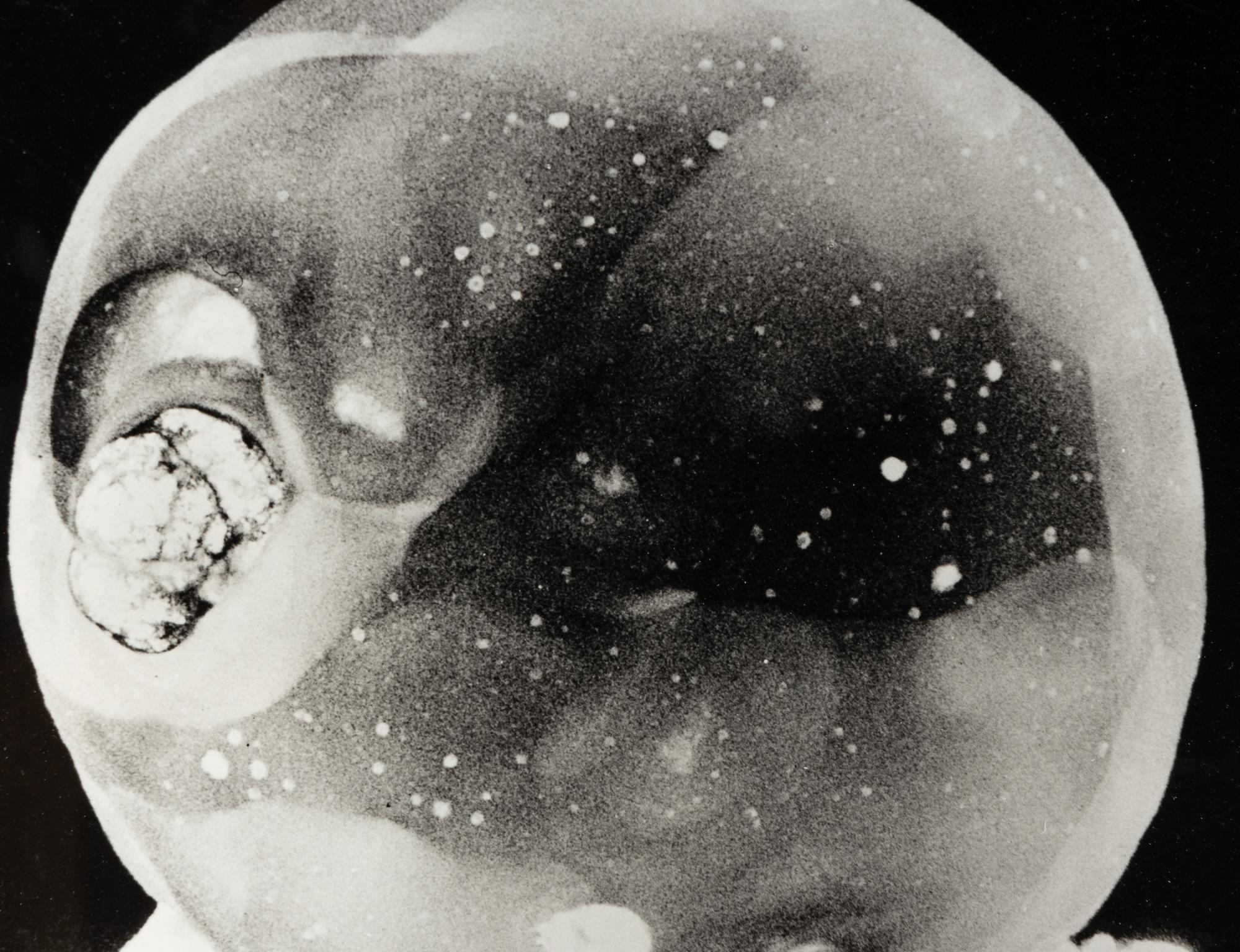 Dr. Harold Edgerton (1903-1990) Explosion of the Atomic Bomb, c. 1945
