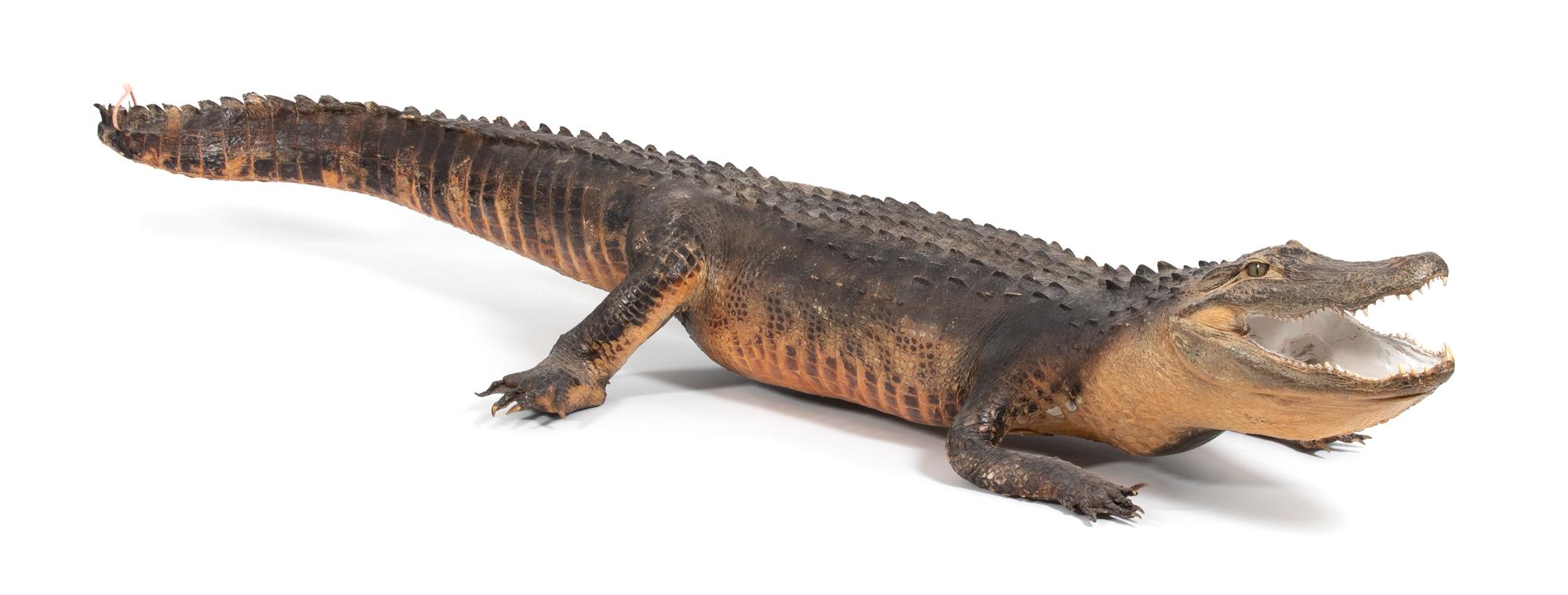 A Taxidermy Alligator Length 8 feet 5 inches.
