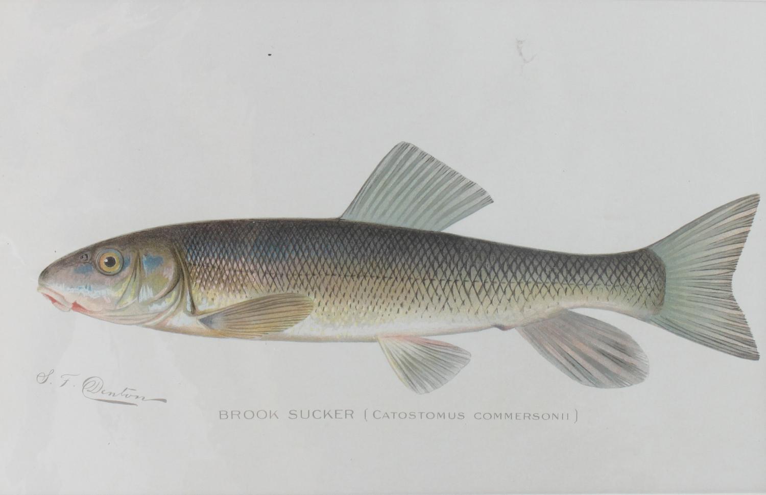 Six Chromolithograph Trout Prints, S. F. Benton Height 7 x with 11 inches — LATE 18TH CENTURY