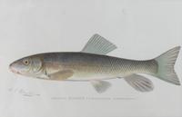 Six Chromolithograph Trout Prints, S. F. Benton Height 7 x with 11 inches — LATE 18TH CENTURY