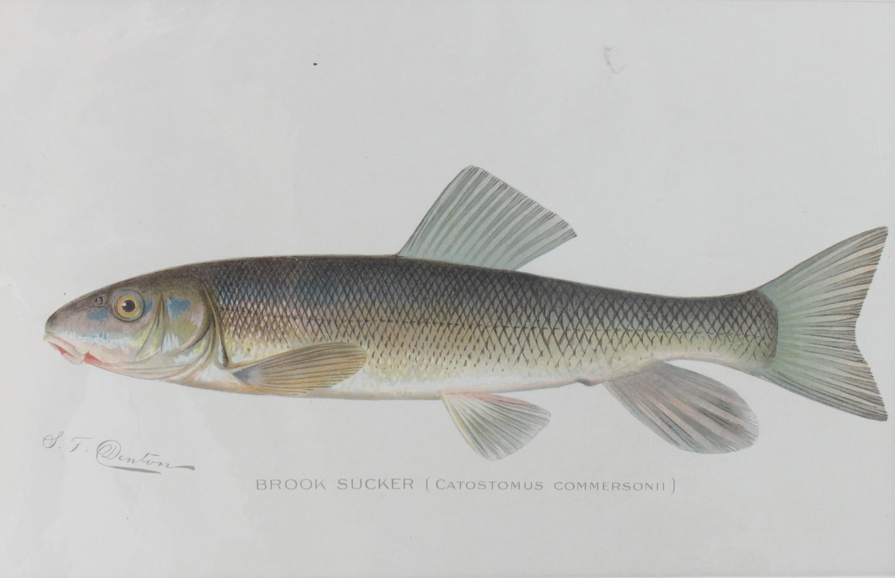Six Chromolithograph Trout Prints, S. F. Benton Height 7 x with 11 inches — LATE 18TH CENTURY
