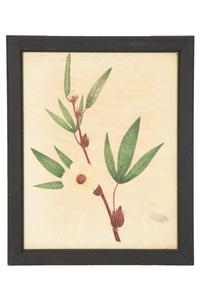 A Set of Eighteen Framed English Botanical Watercolor Illustrations