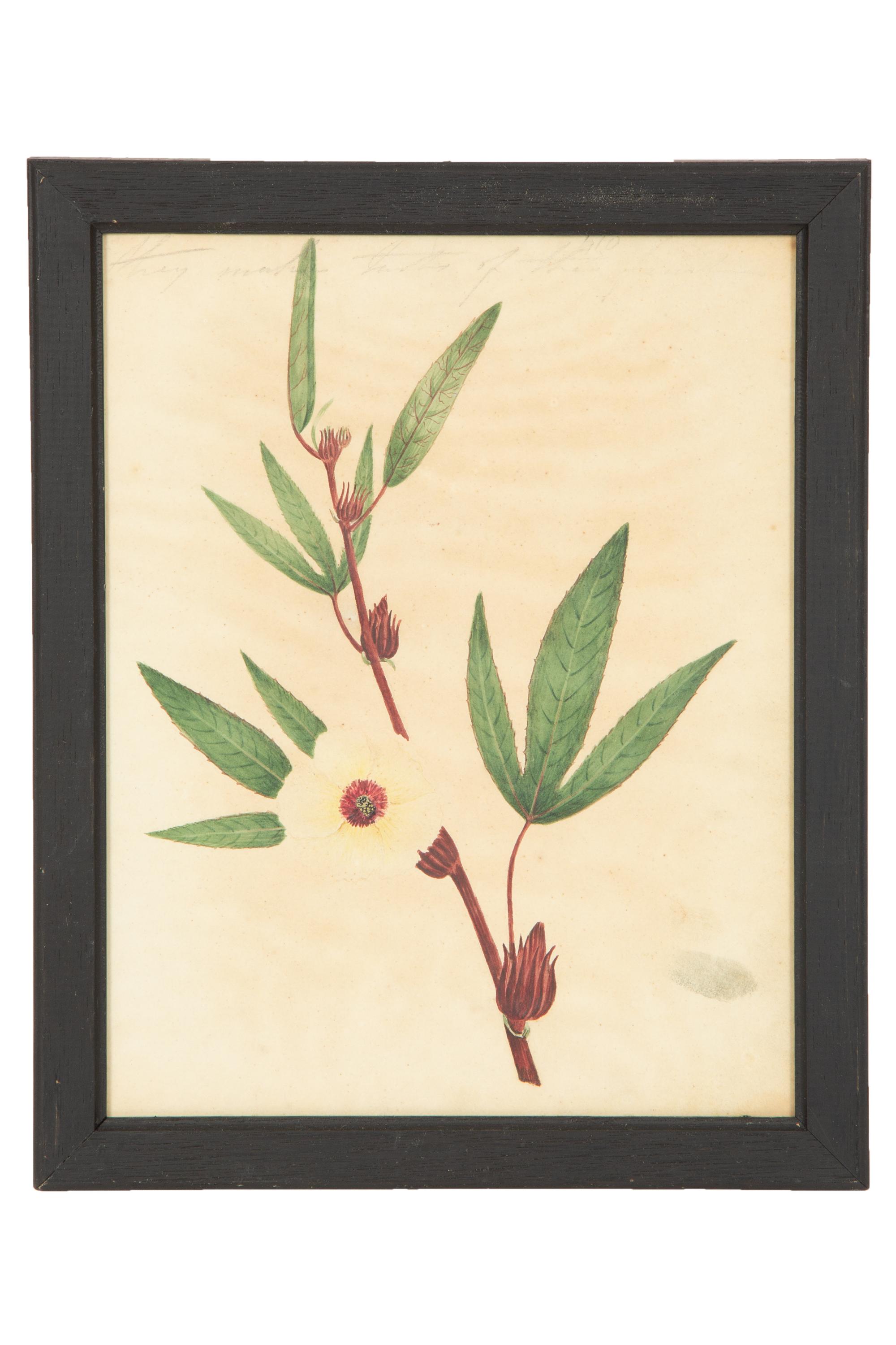 A Set of Eighteen Framed English Botanical Watercolor Illustrations