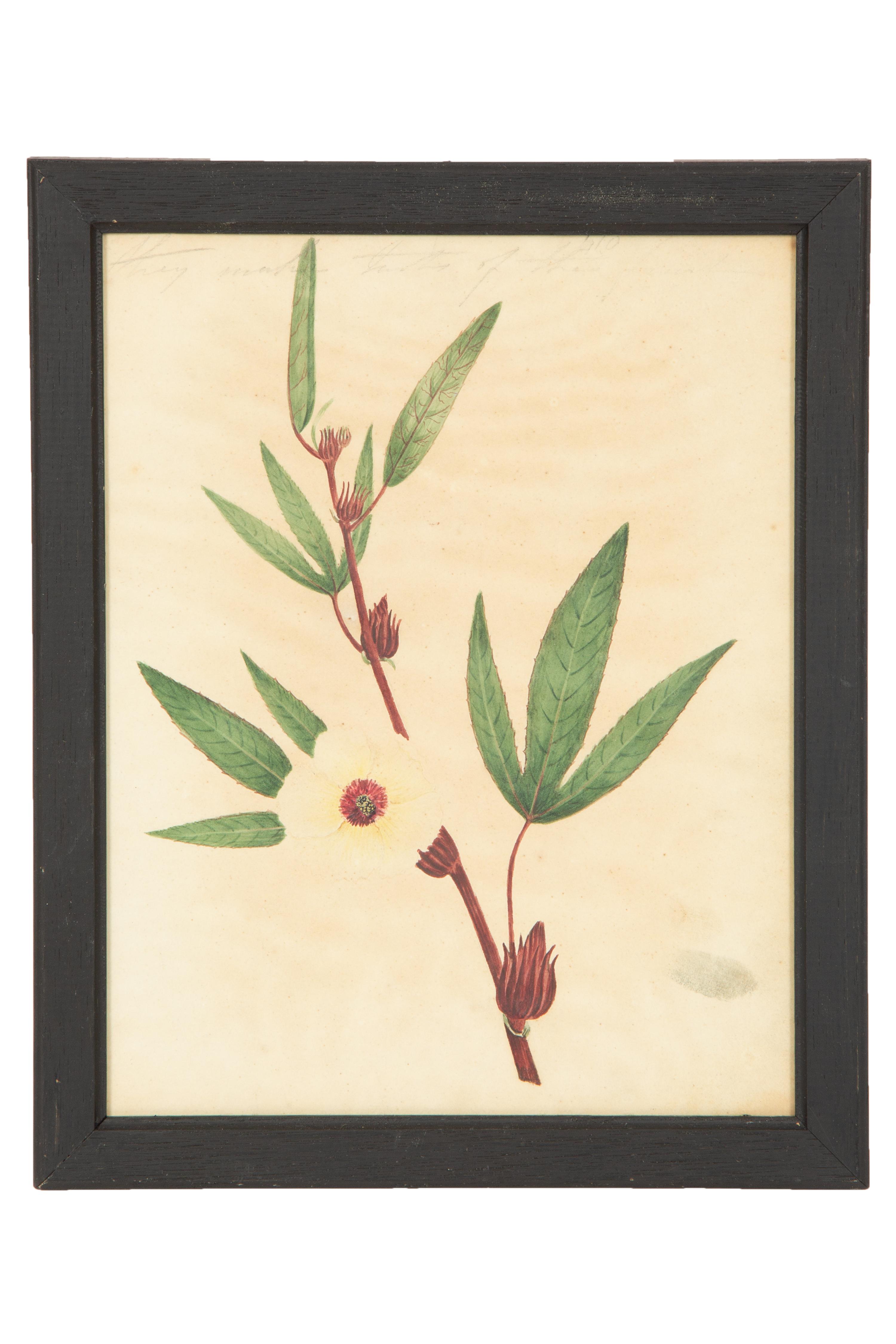 A Set of Eighteen Framed English Botanical Watercolor Illustrations