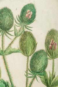 A Set of Six Hand-Colored Botanical Engravings