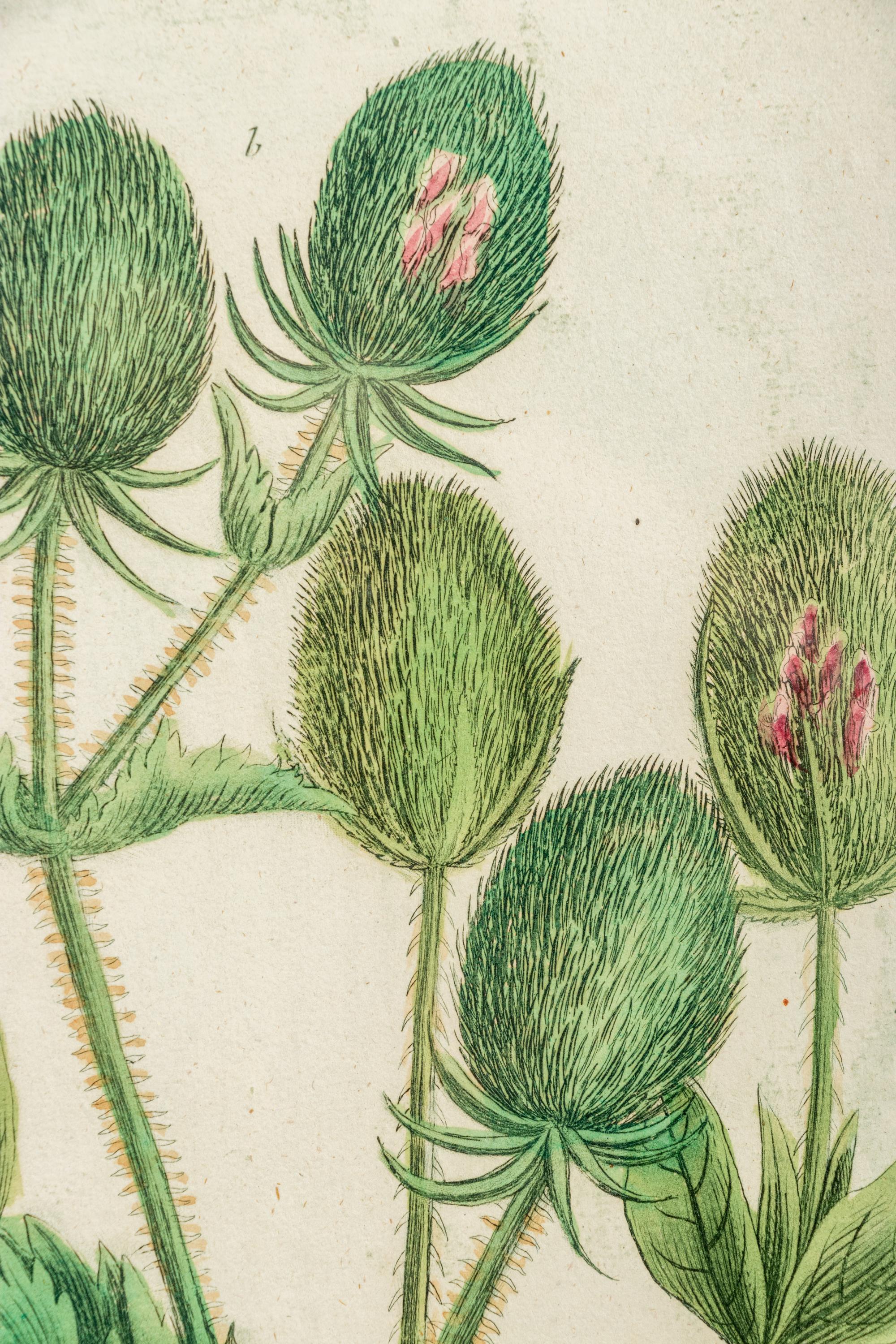 A Set of Six Hand-Colored Botanical Engravings