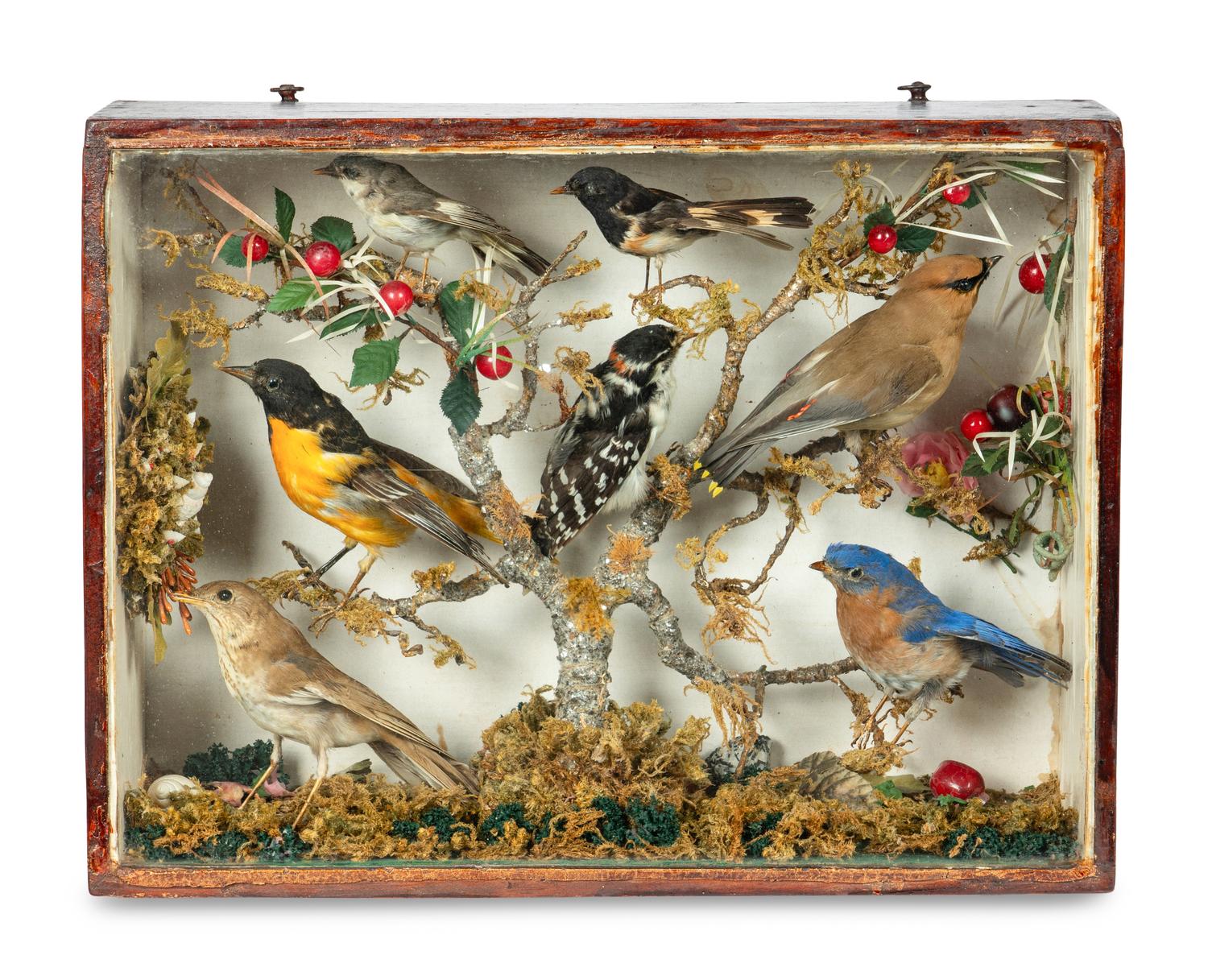 A Victorian Taxidermy Bird Diorama