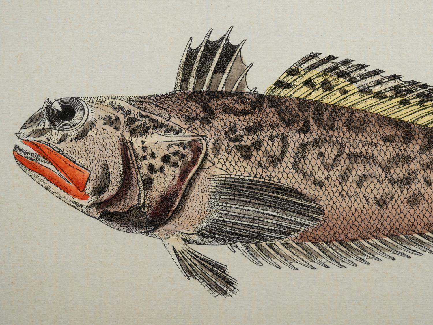 A Pair of Ichthyological Prints After Werner Del Marechal