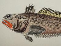 A Pair of Ichthyological Prints After Werner Del Marechal