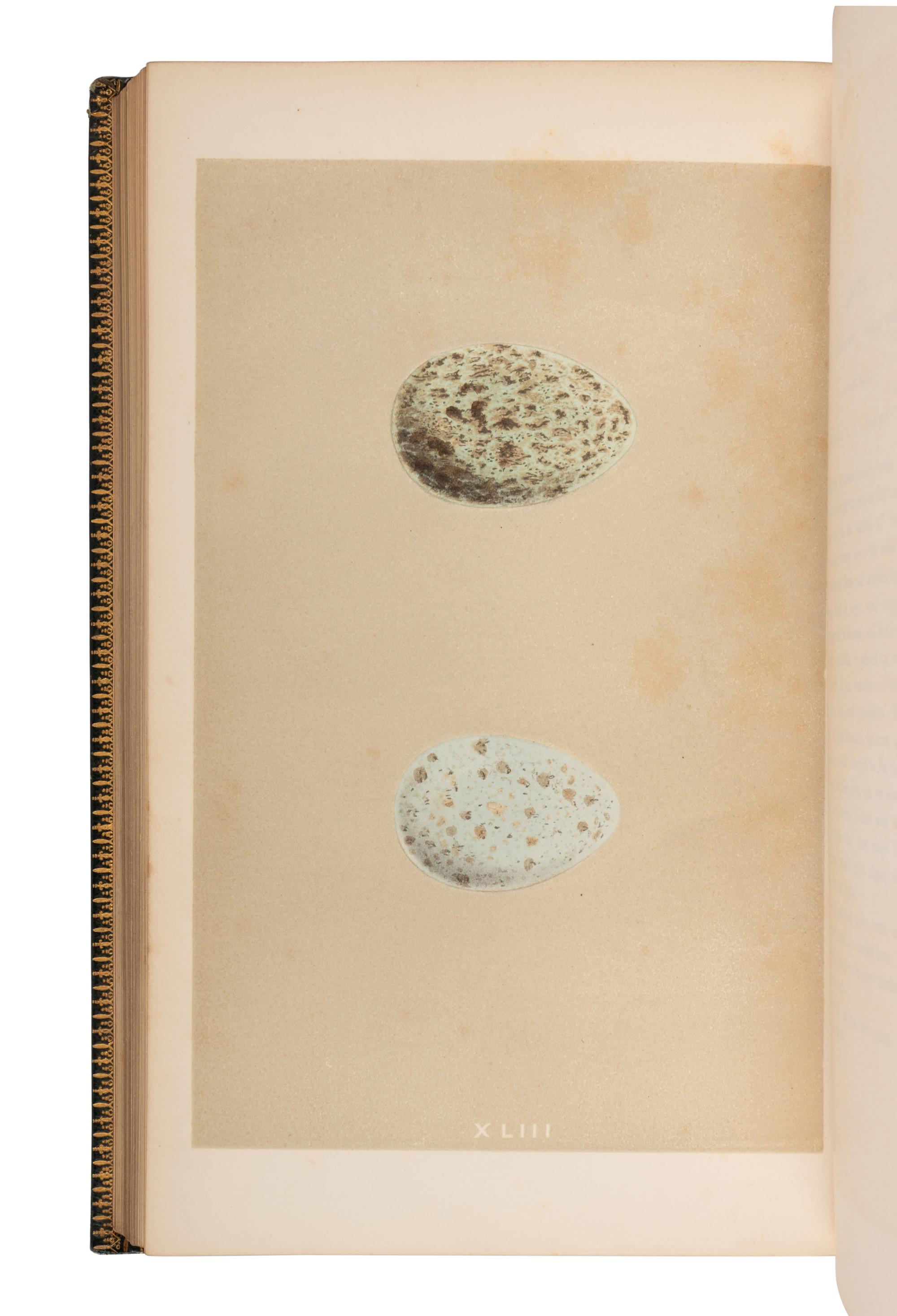 [NATURAL HISTORY]. MORRIS, Francis Orpen (1810-1893). A Natural History of The Nests and Eggs of British Birds . London: Groombridge and Sons, 1853-1856.