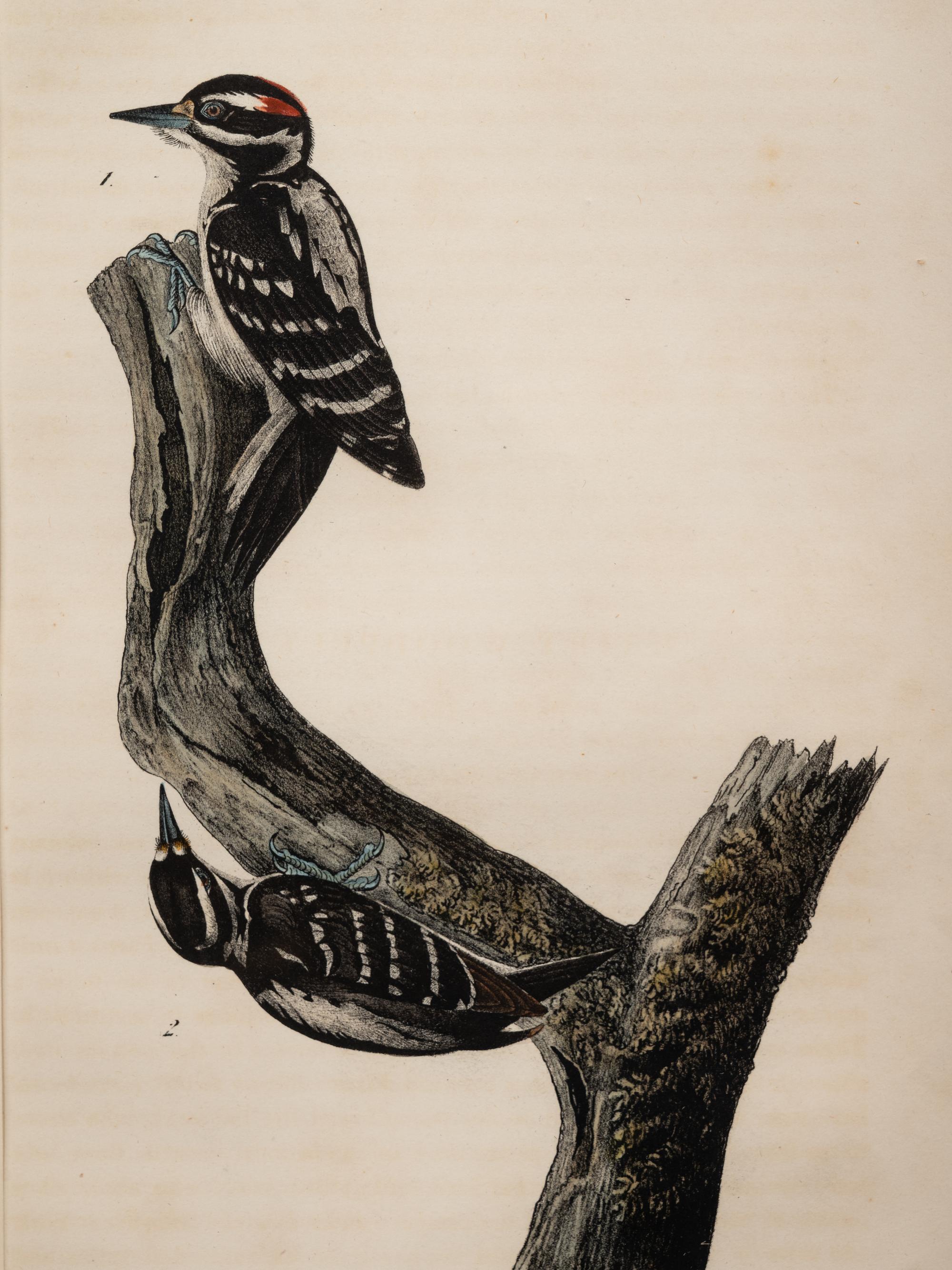 Grouped, see item 1 | A Group of Four Prints of Ground Fowl and Woodpeckers, after John James Audubon (1785-1851)