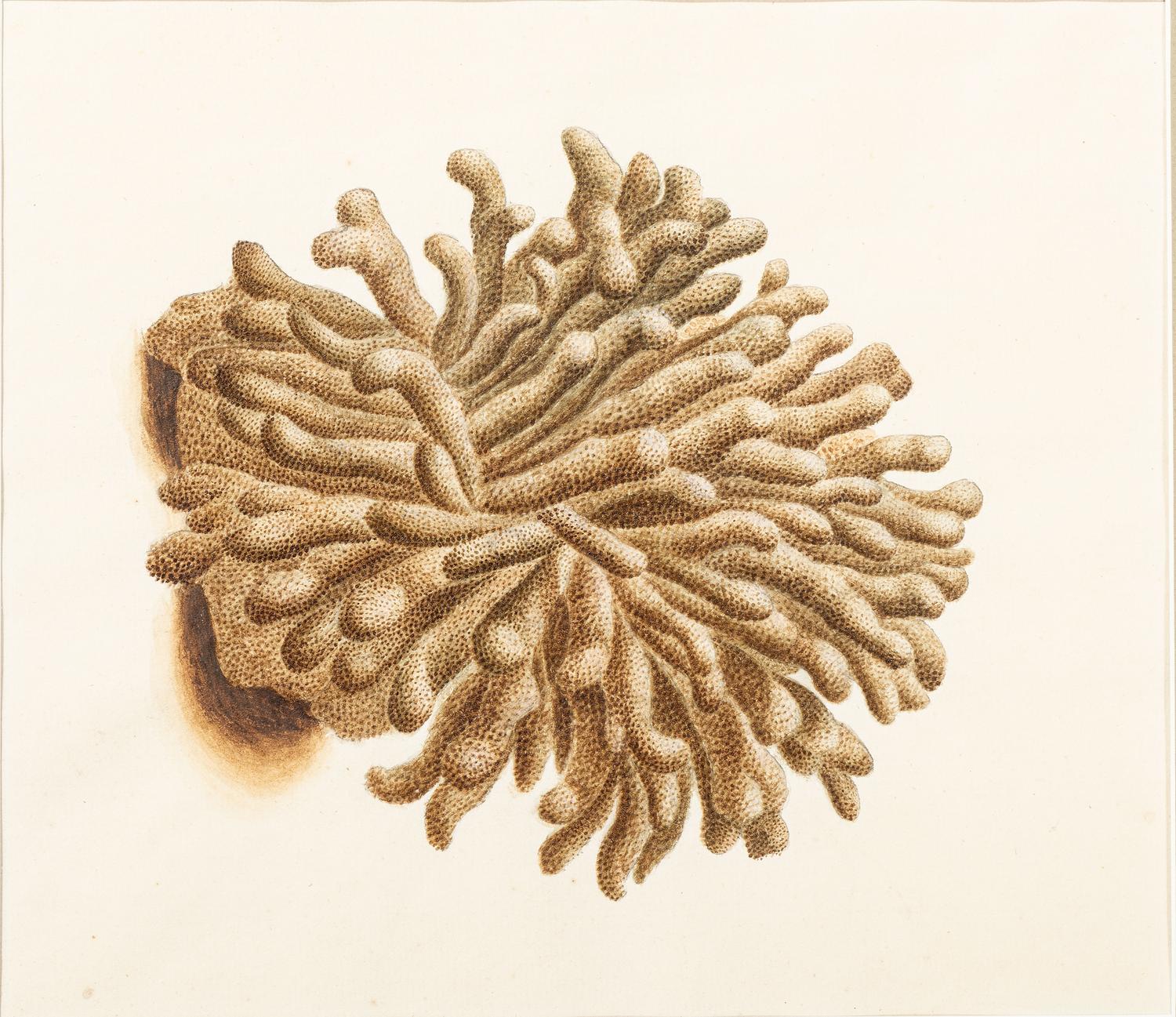 Six Hand-Colored Shell and Coral Engravings