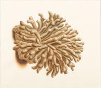 Six Hand-Colored Shell and Coral Engravings