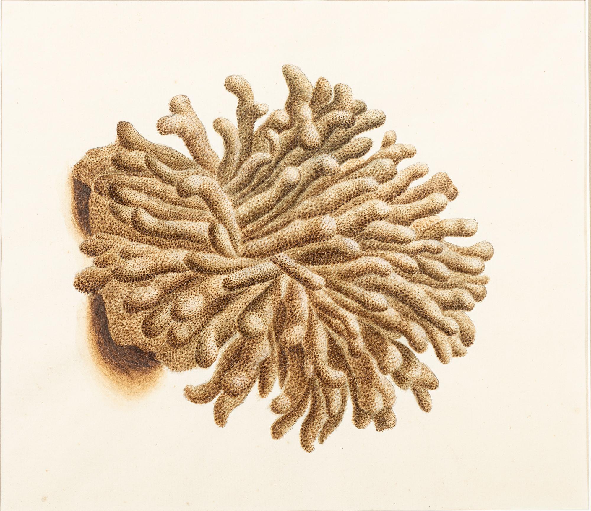 Six Hand-Colored Shell and Coral Engravings