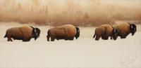 Buffalo River Bulls