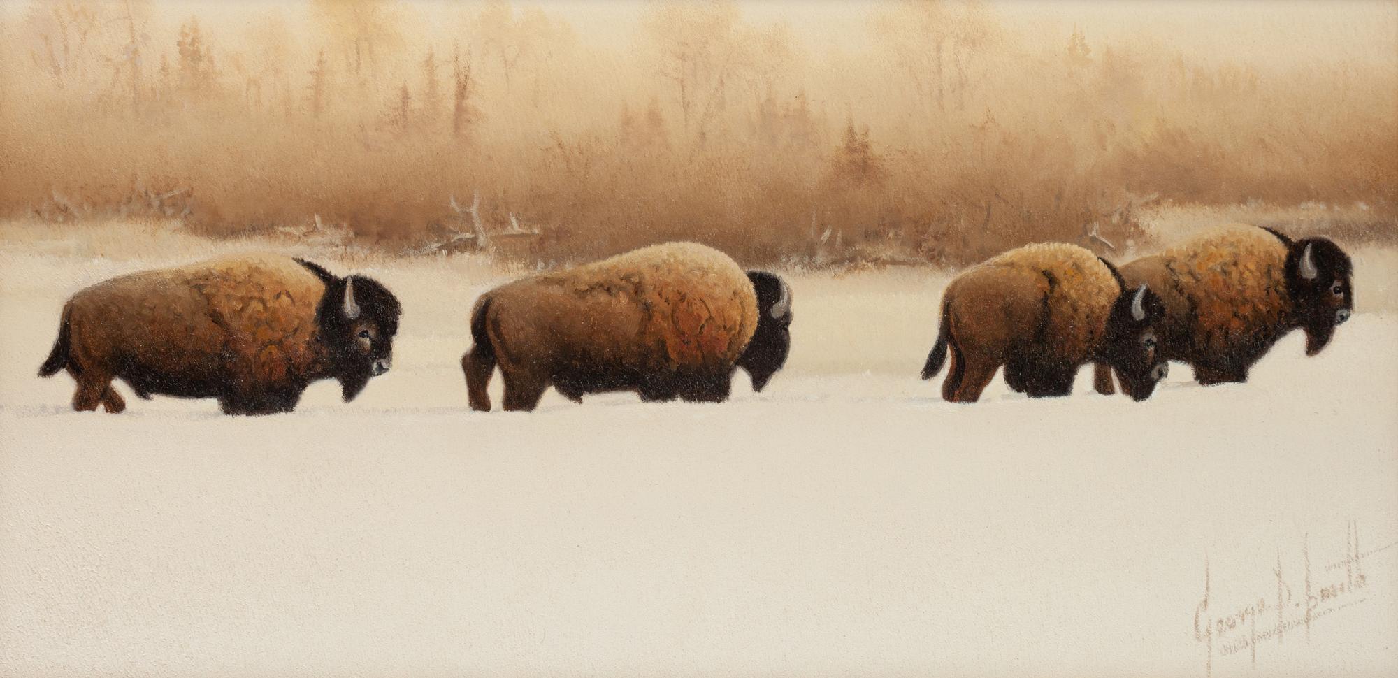 Buffalo River Bulls