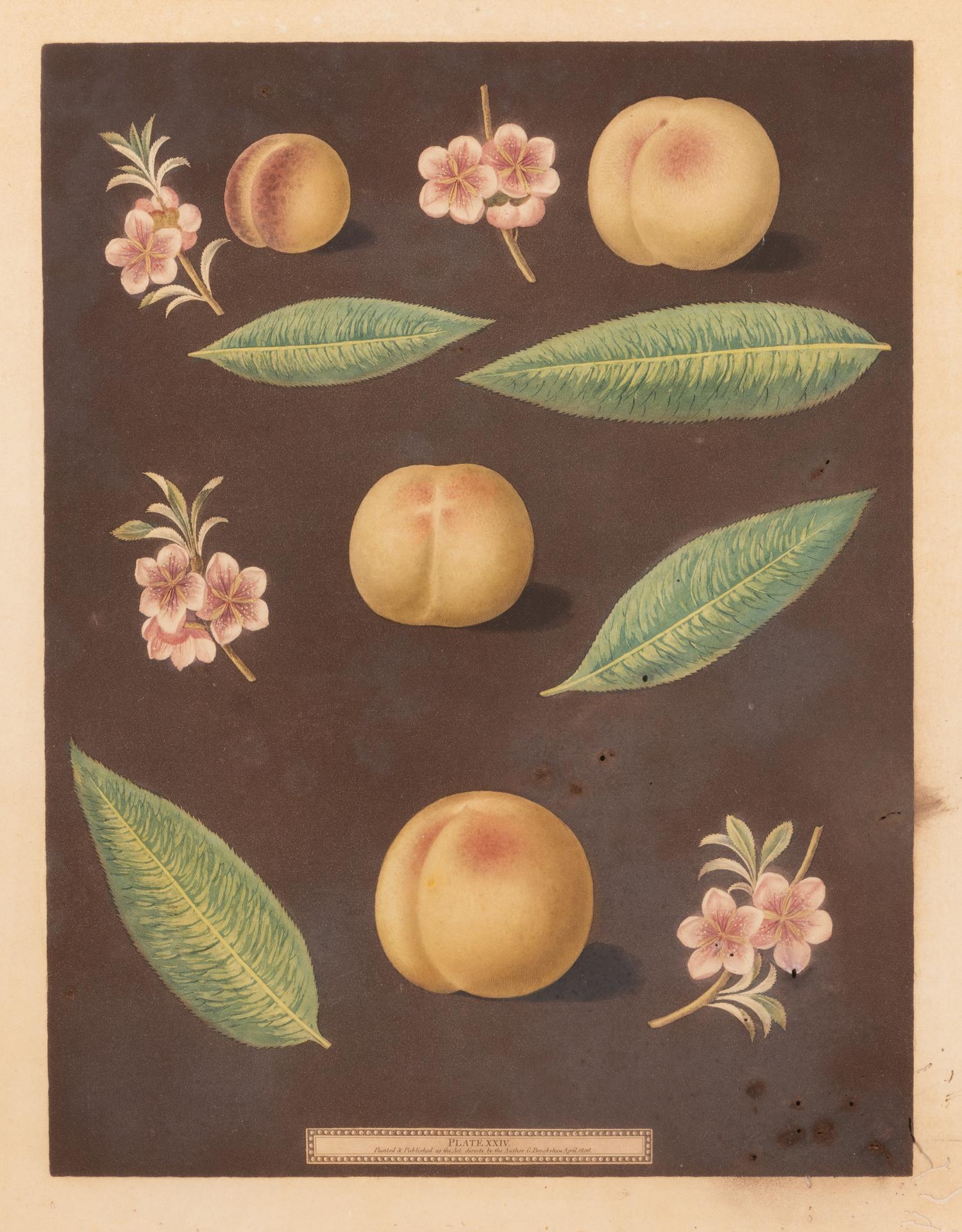 Four Hand Colored Fruit Engravings by George Brookshaw