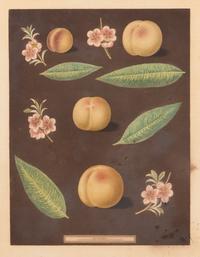 Four Hand Colored Fruit Engravings by George Brookshaw