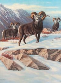 The Chadwick Ram