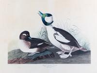 (AUDUBON, JOHN JAMES, after) HAVELL, ROBERT. Buffel Headed Duck, Fuligula Albeala, plate CCCXXV
