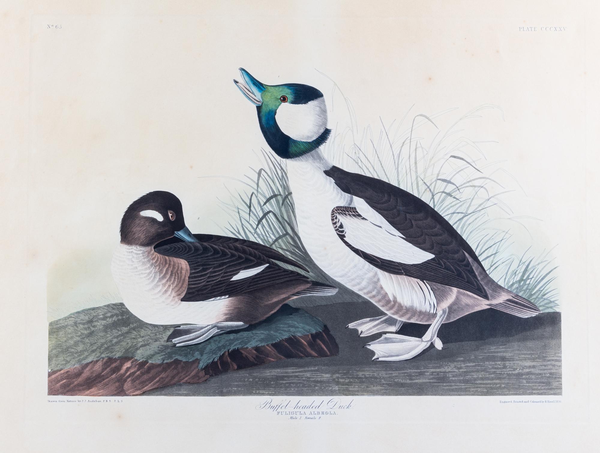 (AUDUBON, JOHN JAMES, after) HAVELL, ROBERT. Buffel Headed Duck, Fuligula Albeala, plate CCCXXV