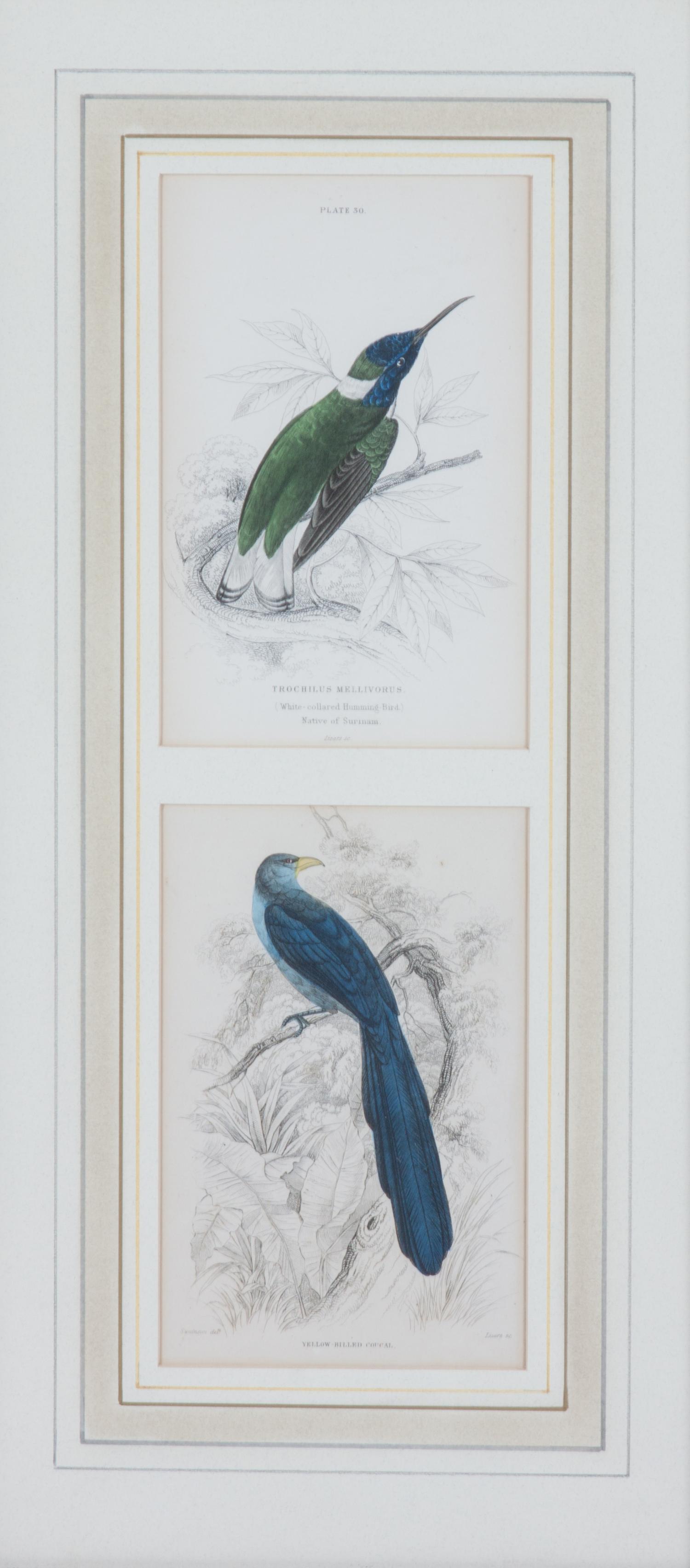 A Set of Seven Hand-colored Bird Engravings Height of largest frame 17 1/2 x width 8 1/2 inches. — After William Home Lizars, (Scottish, 1788-1859)