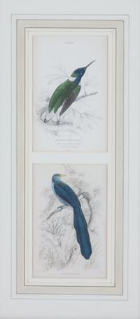 A Set of Seven Hand-colored Bird Engravings Height of largest frame 17 1/2 x width 8 1/2 inches. — After William Home Lizars, (Scottish, 1788-1859)