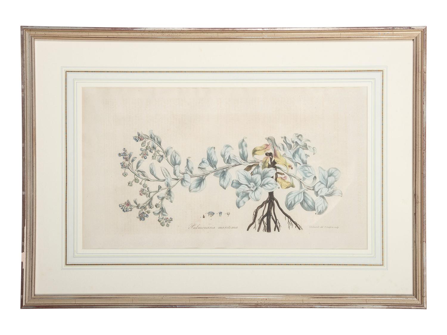 Four Hand-Colored Botanical Engravings