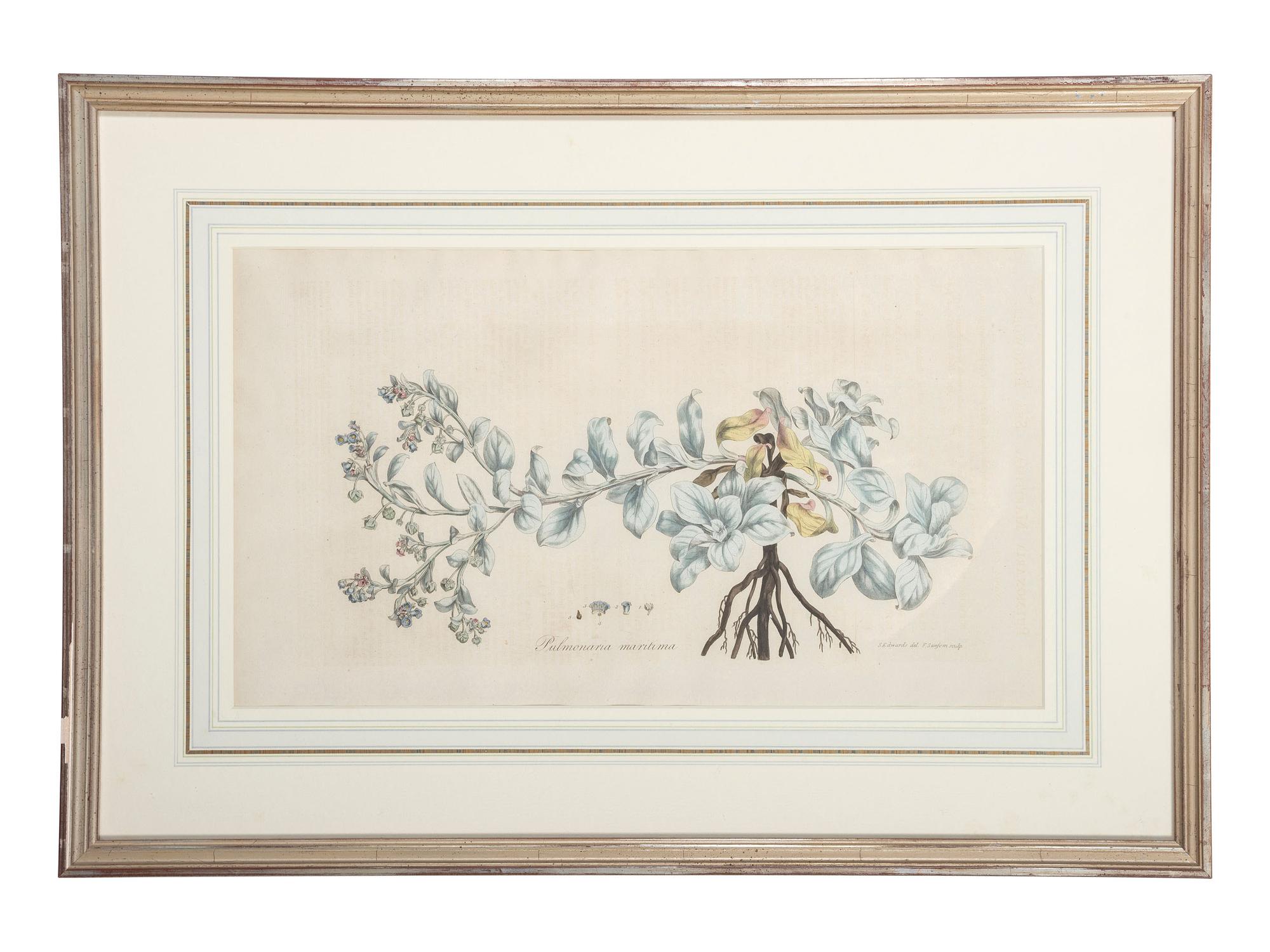 Four Hand-Colored Botanical Engravings
