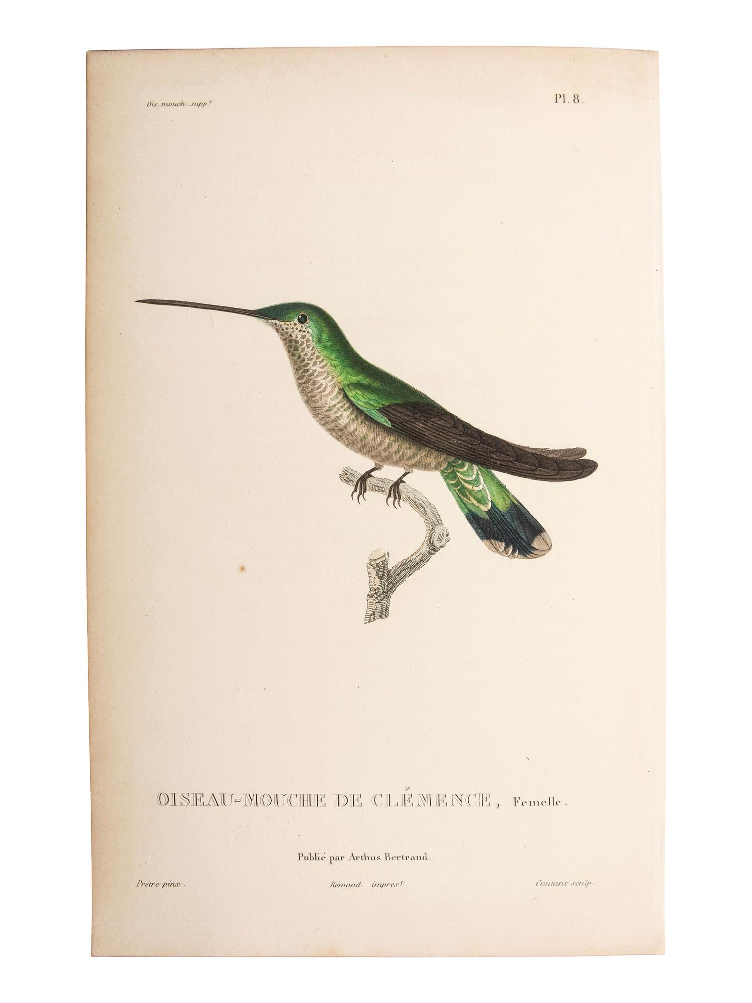 A Group of Avian and Botanical Prints