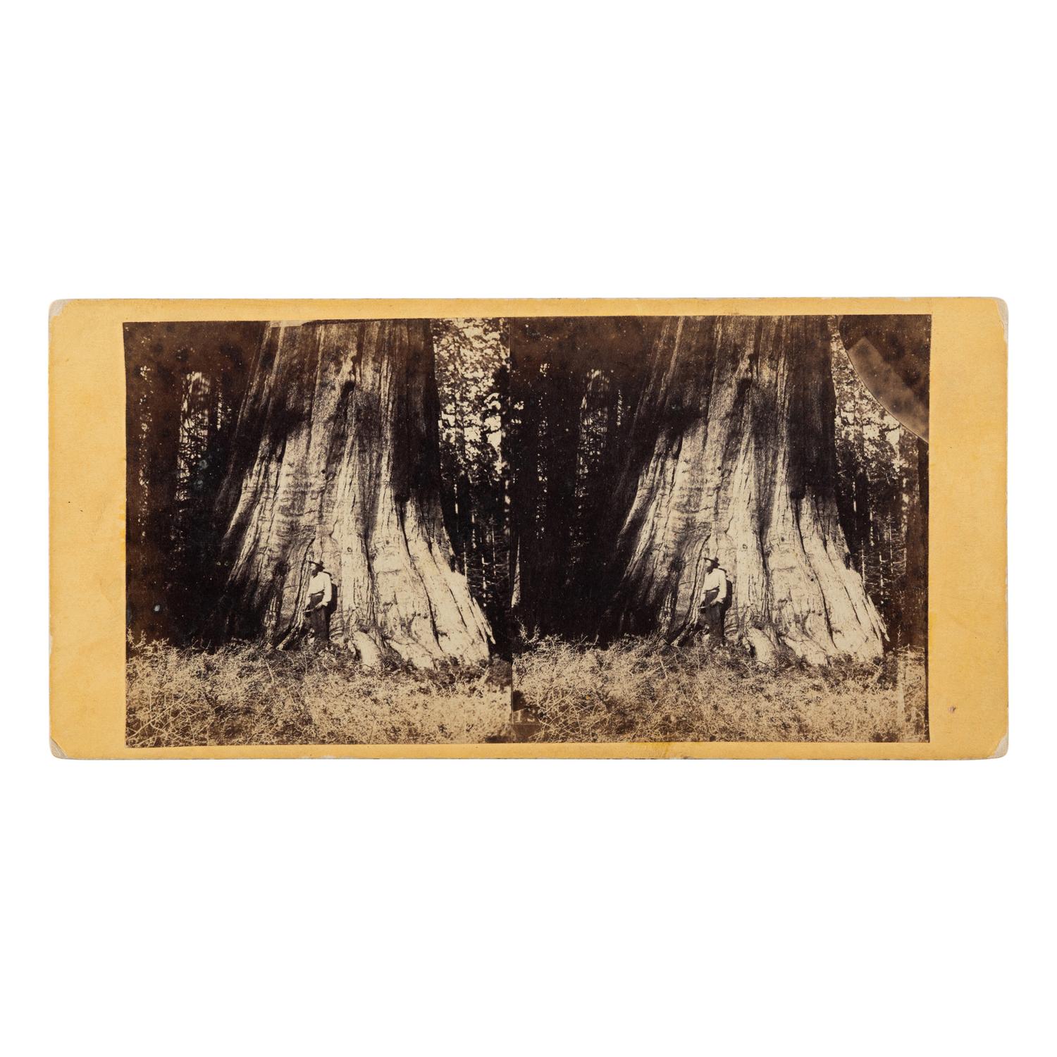 Weed, Charles Leander (1824-1903), photographer. Big Tree in Mariposa Grove , 94 Feet in Circumference . New York: E. Anthony., n.d. [after 1860].