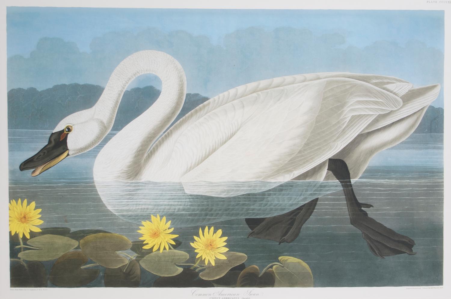 After J.J. Audubon, The Common American Swan, Height 25 x 37 1/2 inches.
