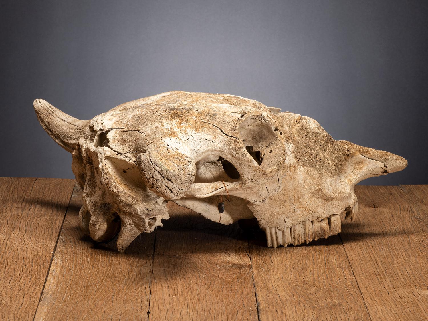 Buffalo Skull, with Arrowhead